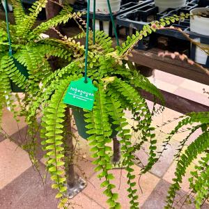 観葉植物:アジアンタム コーダータ*5号吊り鉢...の詳細画像1