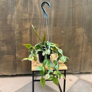 観葉植物：リプサリス　エリプティカ*4号　Rhipsalis