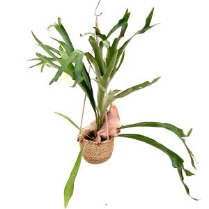 盆栽小鉢：美芸（常滑）六角鬼面足面付鉢 15.5cm*資材 : 遊恵