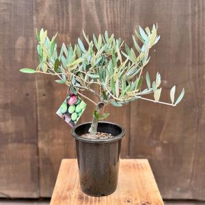 観葉植物　SOUJU（創樹）ブランド：オリーブの木*4号　ピクアル