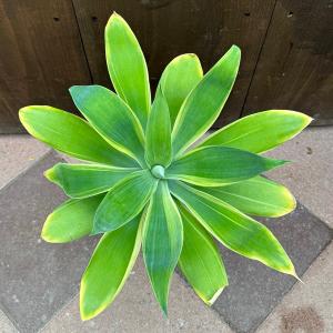 観葉植物:アガベ アテナータ バリエガータ*3...の詳細画像1