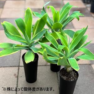 観葉植物:アガベ アテナータ バリエガータ*3...の詳細画像2
