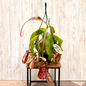 食虫植物)一点物 ウツボカズラ ネペンテス シブヤエンシス 2 食虫植物)一点物 ウツボカズラ ネペンテス シブヤエンシス 2