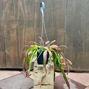 観葉植物：リプサリス ラムローサ*4号吊り鉢