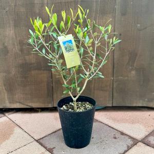 観葉植物:オリーブの木*5号 ネバディロ ブラ...の詳細画像1