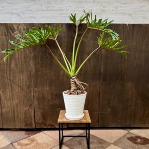 観葉植物 クッカバラ:フィロデンドロン ジャイア...の商品画像