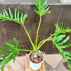 観葉植物 クッカバラ:フィロデンドロン ジャイ...の詳細画像1