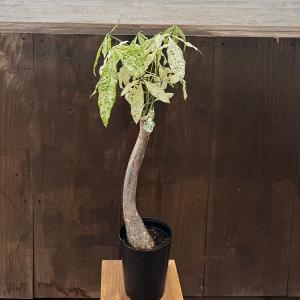 観葉植物：パキラ ミルキーウェイ*斑入り　5号プラポット