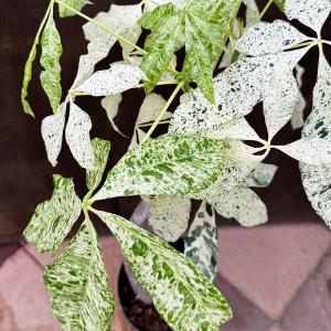 観葉植物:パキラ ミルキーウェイ*斑入り 5号...の詳細画像1