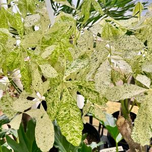 観葉植物:パキラ ミルキーウェイ*斑入り 5号...の詳細画像2