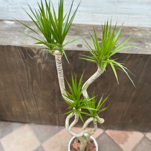 観葉植物:ドラセナ コンシンネ 龍*8号セラア...の詳細画像1