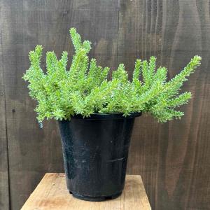 花苗 観葉植物：グレビレア　ラニゲラ*6号 オージープランツ Grevillea lanigera