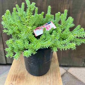 花苗 観葉植物:グレビレア ラニゲラ*6号 オ...の詳細画像1