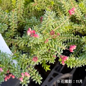花苗 観葉植物:グレビレア ラニゲラ*6号 オ...の詳細画像3