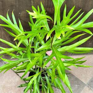 花苗 観葉植物:グレビレア ゴールド*5号 バ...の詳細画像1