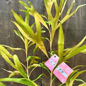 花苗 観葉植物:グレビレア ゴールド*5号 バ...の詳細画像2