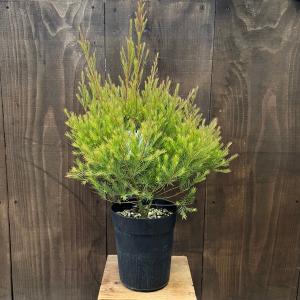 観葉 苗 花苗 鉢花：メラレウカ メディカルティーツリー*6号 Melaleuca