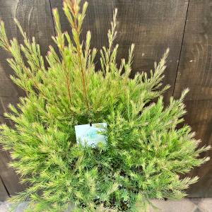 観葉 苗 花苗 鉢花:メラレウカ メディカルテ...の詳細画像1