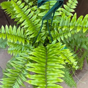 おしゃれ 観葉植物:ネフロレピス マッチョ*5...の詳細画像1