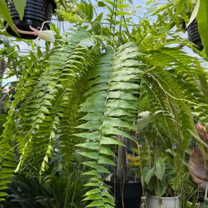おしゃれ 観葉植物:ネフロレピス マッチョ*5...の詳細画像2