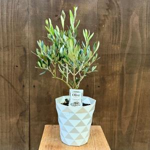 観葉植物 オリーブの木 品種選べます：オリーブ　5号*フラントイオ アルベキナ レッチーノ オークラン コロネイキ ブランケッタ