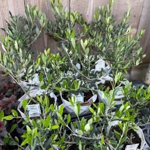 観葉植物 オリーブの木 品種選べます:オリーブ...の詳細画像1