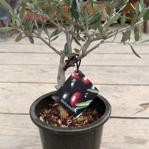 観葉植物 SOUJU(創樹)ブランド:オリーブ...の詳細画像1