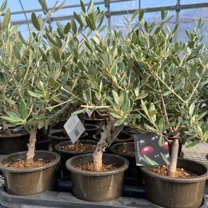 観葉植物 SOUJU(創樹)ブランド:オリーブ...の詳細画像2