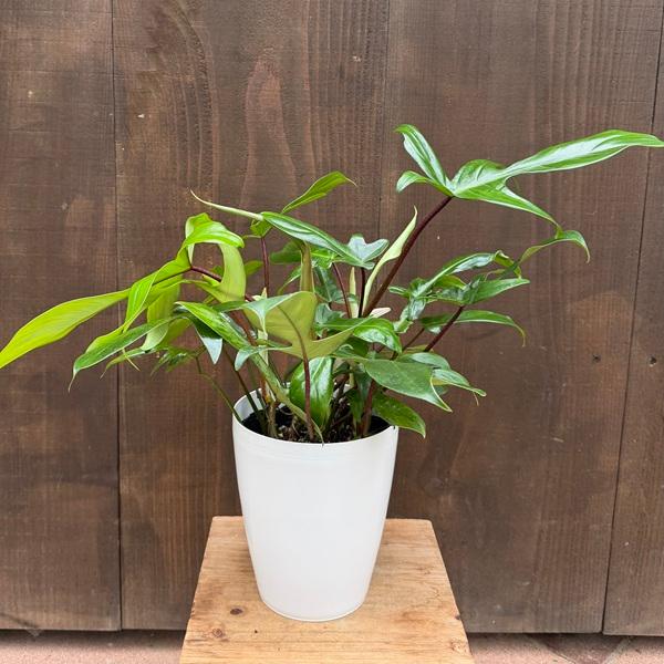 おしゃれ 観葉植物：フィロデンドロン フロリダ*6号 Philodendron 'Florida'