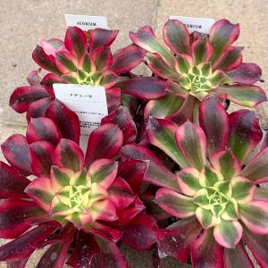 おしゃれ 観葉植物 品種選べる:アエオニウム ...の詳細画像1