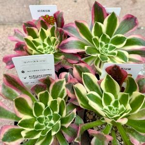 おしゃれ 観葉植物 品種選べる:アエオニウム ...の詳細画像3