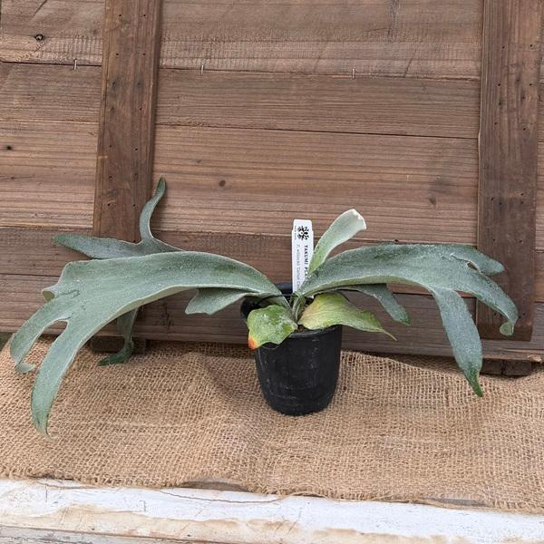 おしゃれ 観葉植物：ウィリンキー コットンクラウド スポア株*ビカクシダ コウモリラン