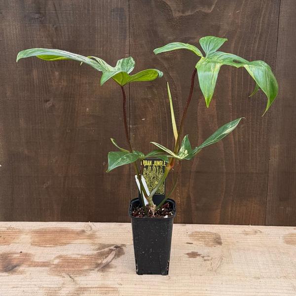 おしゃれ 観葉植物：フィロデンドロン フロリダビューティ*ヤッコカズラ 斑入り 3号