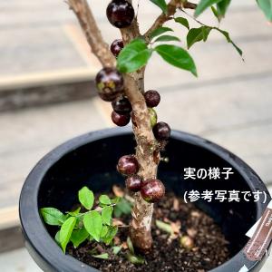 おしゃれ 観葉植物:ジャボチカバ*7号 Jab...の詳細画像2