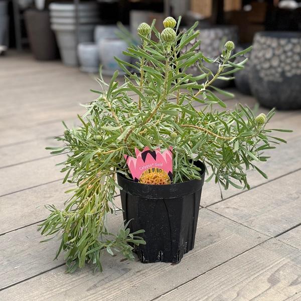 観葉植物 鉢花 選べる：リューコスペルマム 6号*カリプソゴールド リゴレット スカーレットリボン ...