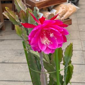 観葉植物:クジャクサボテン 月下美人*5号 品...の詳細画像1