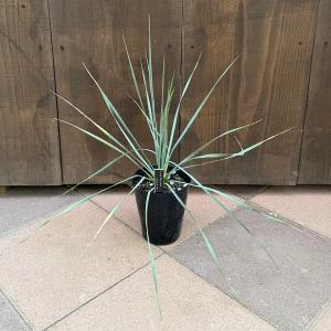 観葉植物 苗：ユッカ ロストラータ*4号 Yucca rostrata