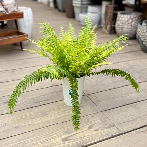 観葉植物：ネフロレピス　ハッピーマーブル*5号 プラポット タマシダ