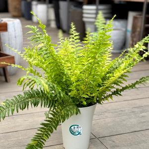 観葉植物:ネフロレピス ハッピーマーブル*5号...の詳細画像1