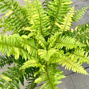 観葉植物:ネフロレピス ハッピーマーブル*5号...の詳細画像2