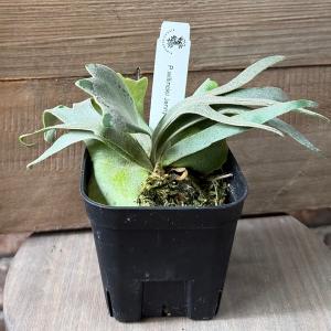 観葉植物 ビカクシダ（コウモリラン） リドレイドワーフシルバー