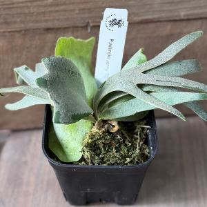 観葉植物:ウィリンキー ジェニー TC株*ビカ...の詳細画像1