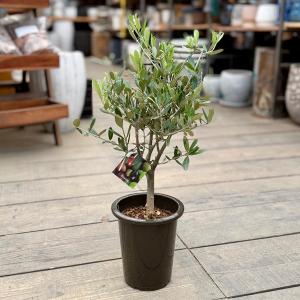 観葉植物　SOUJU（創樹）ブランド：オリーブの木*5号　ミッション