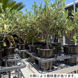 観葉植物 SOUJU(創樹)ブランド:オリーブ...の詳細画像2