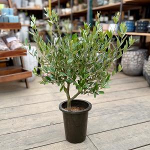 観葉植物 SOUJU(創樹)ブランド:オリーブの...の商品画像
