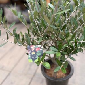 観葉植物 SOUJU(創樹)ブランド:オリーブ...の詳細画像1