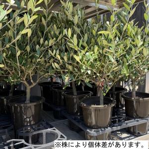観葉植物 SOUJU(創樹)ブランド:オリーブ...の詳細画像2