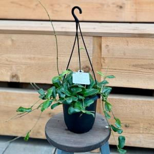 観葉植物 品種選べます:ホヤ 吊り鉢*4号の商品画像
