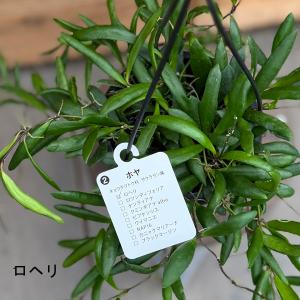 観葉植物 品種選べます:ホヤ 吊り鉢*4号の詳細画像1