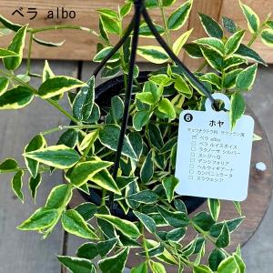 観葉植物 品種選べます:ホヤ 吊り鉢*4号の詳細画像2